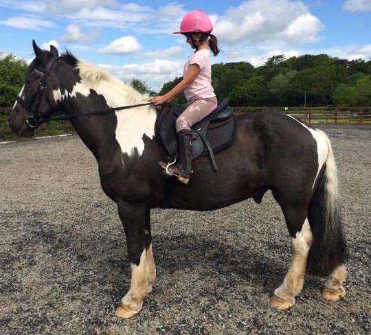 cob piebald gelding for sale